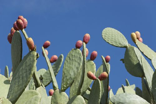 What is Great about Prickly Pear Cactus